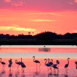 Salina di Cervia