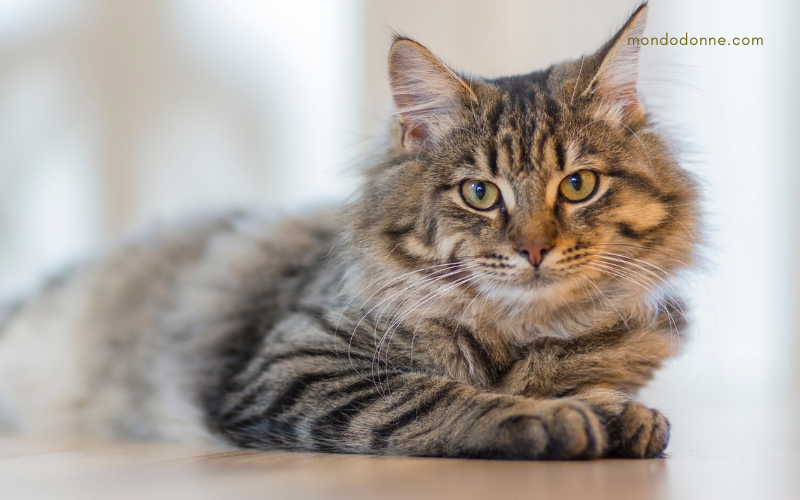 Pipì di gatto come togliere l'odore definitivamente